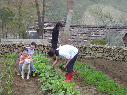 감농사와 500여평의 밭, 그리고 지리산 산채로 생활하는 기연이네 가족 